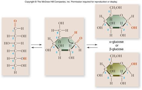 Monosaccharides Example: glucose Important in energy storage 7 C-H bonds 2 forms (α & β)
