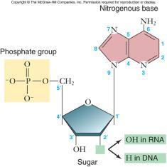 of genetic information Nucleic Acids Nucleic acids are polymers of nucleotides Nucleotides: sugar+ phosphate+ nitrogenous base