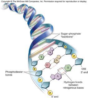 DNA Nucleotides connected by phosphodiester bonds Double helix: 2 polynucleotide strands connected by hydrogen bonds Polynucleotide strands are complementary Genetic