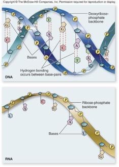 polynucleotide strand Functions: Read the genetic information in DNA Direct the synthesis of proteins DNA vs.
