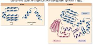 backbone α-helix β-sheet Tertiary structure-folded shape of the polypeptide chain Protein folding is