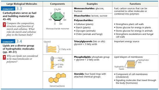 phospholipid toward the inside and leave the hydrophilic