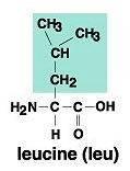 Amino Acids: Leucine Structure 45 Amine