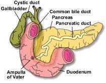 The gallbladder which is attached to the common bile duct by the cystic duct acts as a reservoir. The gallbladder collects bile between meals and then squirts it out during meals to help digest food.