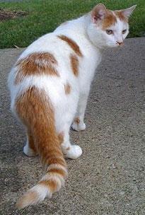 Barr bodies are generally not found in males because their single chromosome is still active. In cats, a gene that controls the color of coat spots is located on the X chromosome.