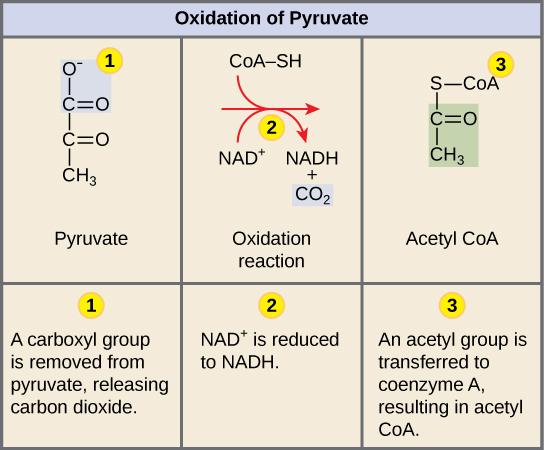 CHAPTER 7 CELLULAR RESPIRATION 209 (pyruvate dehydrogenase). This is the first of the six carbons from the original glucose molecule to be removed.