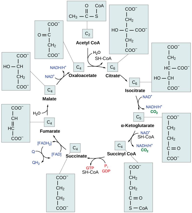 210 CHAPTER 7 CELLULAR RESPIRATION Figure 7.9 In the citric acid cycle, the acetyl group from acetyl CoA is attached to a four-carbon oxaloacetate molecule to form a six-carbon citrate molecule.