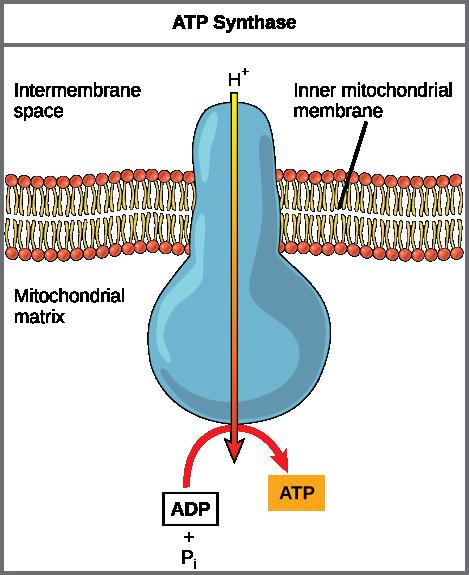 214 CHAPTER 7 CELLULAR RESPIRATION Figure 7.11 ATP synthase is a complex, molecular machine that uses a proton (H + ) gradient to form ATP from ADP and inorganic phosphate (Pi).