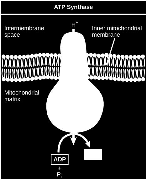 What effect would you expect DNP to have on the change in ph across the inner mitochondrial membrane? Why do you think this might be an effective weight-loss drug? Chemiosmosis (Figure 7.