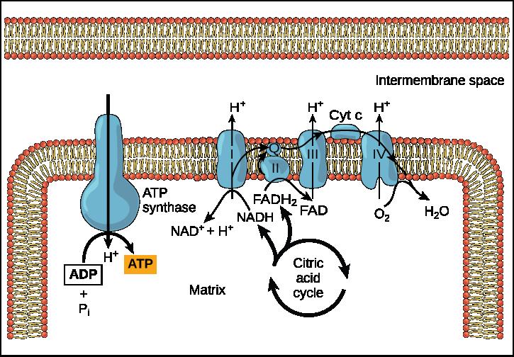 CHAPTER 7 CELLULAR RESPIRATION 215 Figure 7.12 In oxidative phosphorylation, the ph gradient formed by the electron transport chain is used by ATP synthase to form ATP.