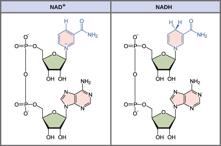 CHAPTER 7 CELLULAR RESPIRATION 203 Figure 7.2 The oxidized form of the electron carrier (NAD + ) is shown on the left and the reduced form (NADH) is shown on the right.