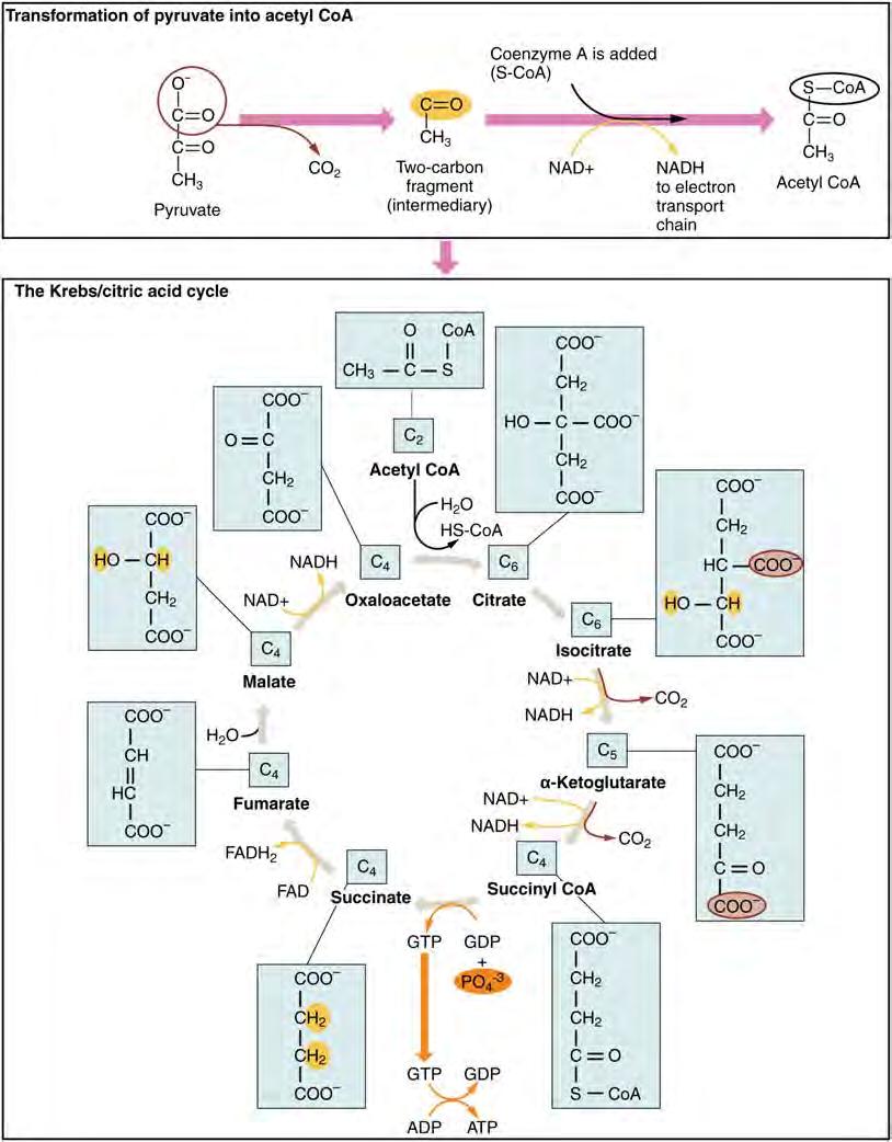 CHAPTER 24 METABOLISM AND NUTRITION 1091 Krebs cycle is also commonly called the citric acid cycle or the tricarboxylic acid (TCA) cycle.