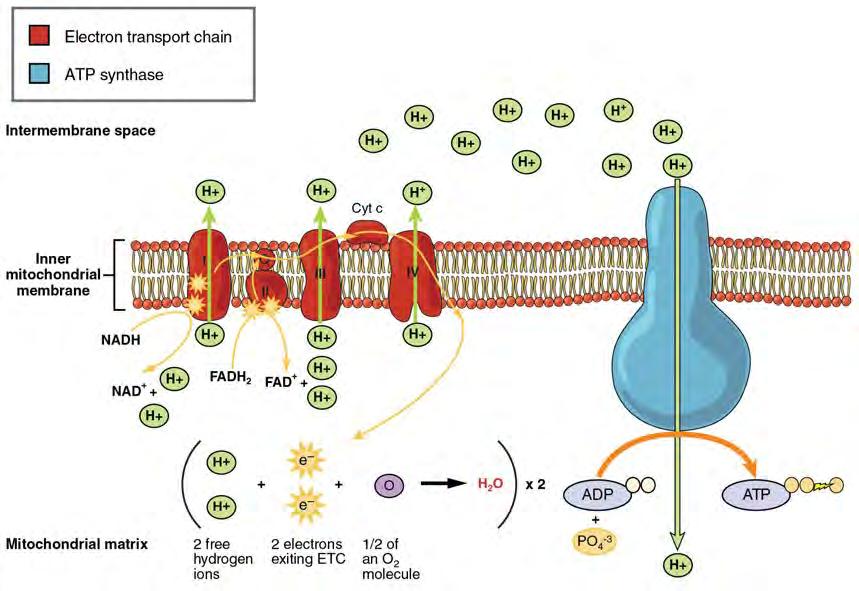 CHAPTER 24 METABOLISM AND NUTRITION 1093 Figure 24.8 Electron Transport Chain that are used to pump H + ions out of the inner mitochondrial matrix.
