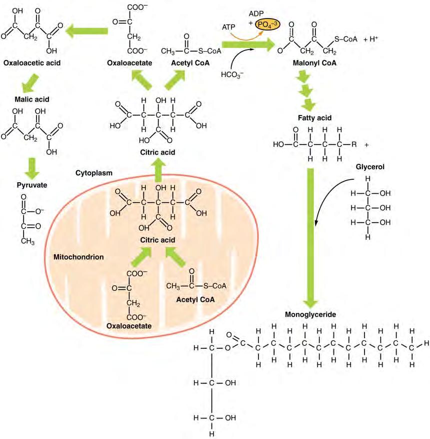 CHAPTER 24 METABOLISM AND NUTRITION 1103 Figure 24.16 Lipid Metabolism acids follow different pathways. Lipids may follow one of several pathways during metabolism. Glycerol and fatty 24.