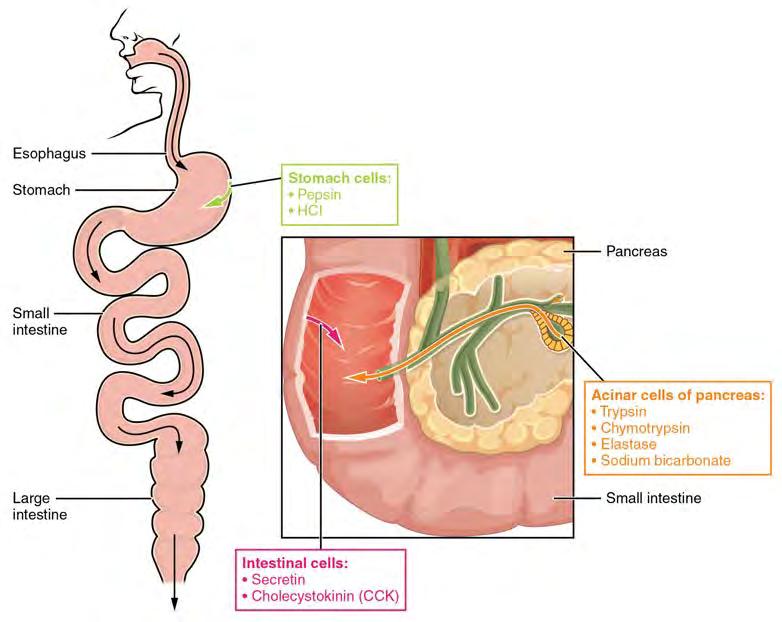 1104 CHAPTER 24 METABOLISM AND NUTRITION The digestion of proteins begins in the stomach.