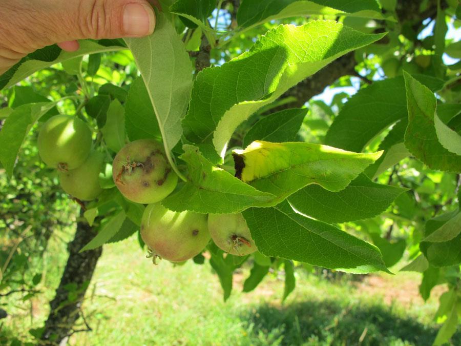 Summary Apple scab, caused by the fungal pathogen Venturia inaequalis, is a significant fruit and foliar disease worldwide (Jones and Sundin 2006).
