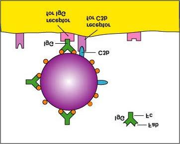 One of the functions of certain antibody molecules known as IgG is to stick antigens such as bacterial proteins and polysaccharides to phagocytes.