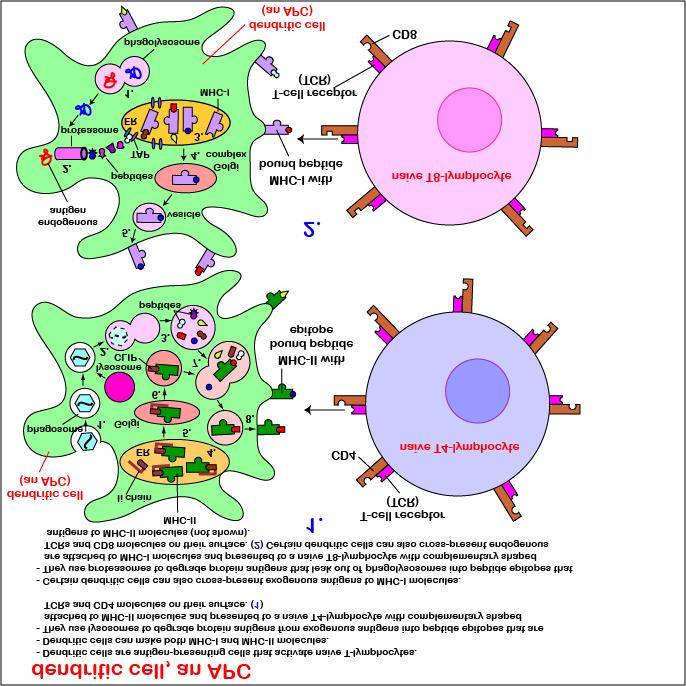 : TPS Questions For a Summary of Key Surface Molecules and Cellular Interactions of Antigen-Presenting Dendritic Cells, see Fig.