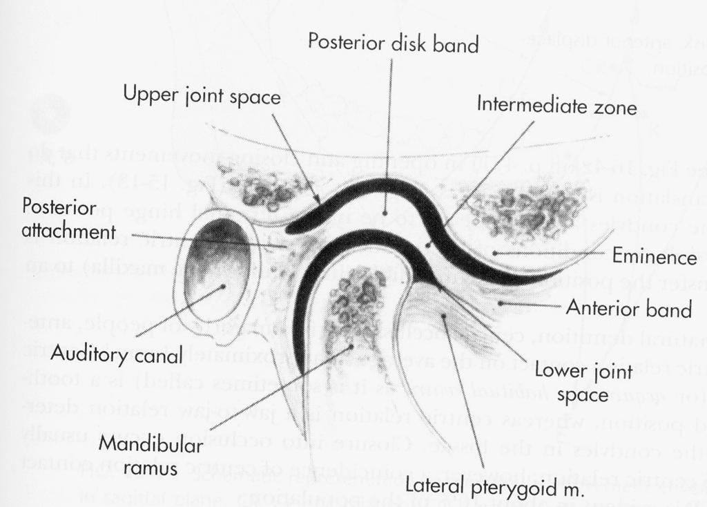 Temporomandibular Joint and Ligaments