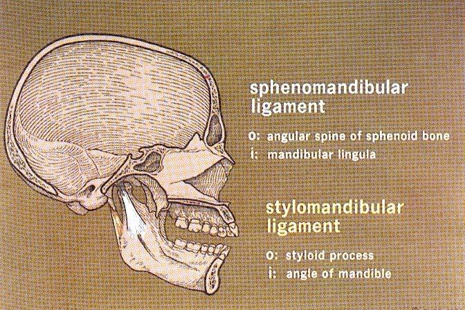 What determines the movement and position of the mandible? Many determinants and one of them is the TMJ including the bone and the ligaments, plus the muscles and the neurofunction.