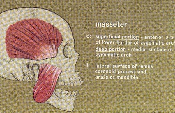 Muscles of mastication 1. Temporalis: Biggest muscle, fan shaped Three independent functional components; anterior, middle, and posterior fibers.