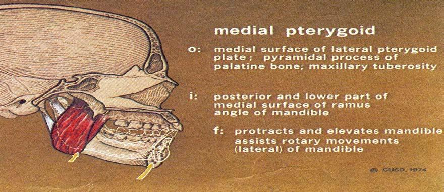 4. Medial pterygoid: In a sagittal section like the one above it looks like the