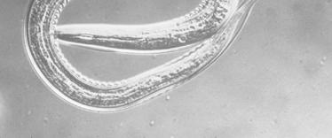Infectious larva of Ancylostoma sp.