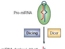 DICER: DICING OF PRE-microRNAs DICER IS A CYTOPLASMIC RNase III; N-TERMINAL SEGMENT CONTAINS A PAZ DOMAIN