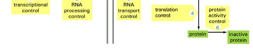 GENE EXPRESSION FLOWCHART mirna Nuclear phase Choise and Transcription of specific genes RNA Maturation