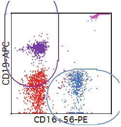 Panel B shows B lymphocytes (CD19 + ) and NK lymphocytes (CD16 +, CD56 +, or both) identified