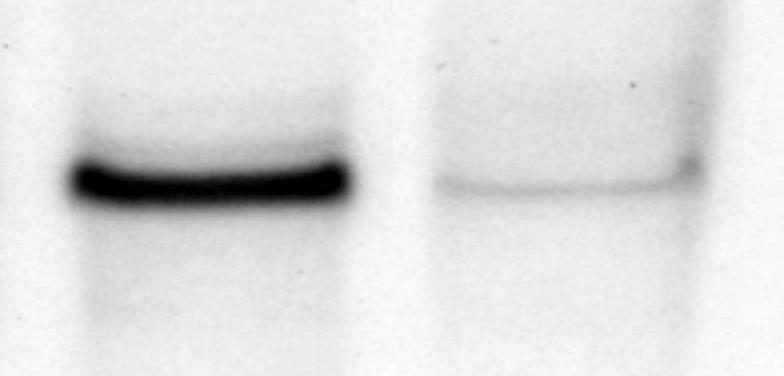 () Southern blot of N obtained from wild-type (+/+) and 3 heterozygous (F/+) embryonic stem cell clones using probe shown in after digestion with HindIII.