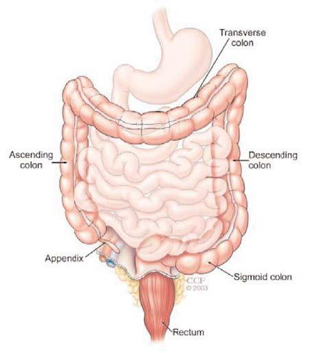 Colonoscopy Procedure Overview Please Read Prior to the Procedure Colonoscopy under general anesthesia using MoviPrep What is a Colonoscopy A colonoscopy is an outpatient procedure in which the