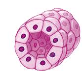 Part I-Epithelial Tissue Epithelial tissues cover the internal and external surfaces of the body. These close fitting cells form a barrier between he body and its surroundings.
