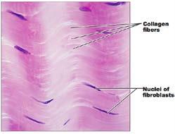 C. Loose and Dense Connective Tissue Connective tissue is responsible for the attachment of skin to muscle, muscle to bone (tendons) or bone to bone (ligaments).