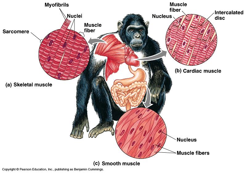 E. Muscle Tissue Most muscle is composed of cylindrical or spindle shaped muscle cells called fibers, each of which contains many microscopic elongated parallel myofibrils.