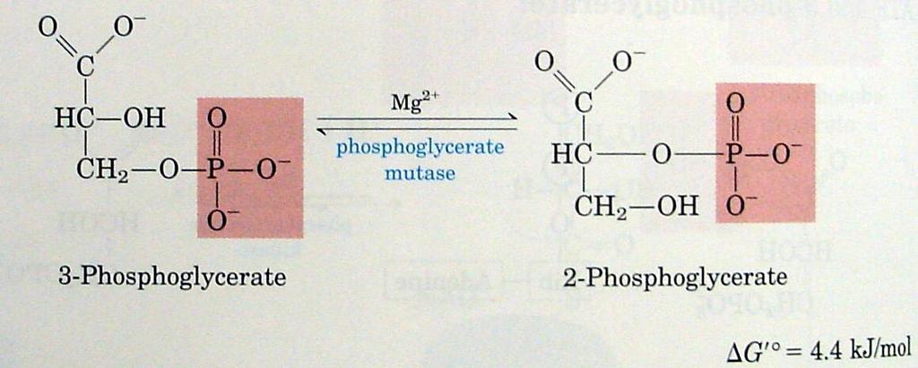 (Rxn 6) Glyceraldehyde-3-P + Pi + NAD+ 1,3-bisphosphoglycerate + NADH + H + ΔGº = +6.3 kj/mol ΔG = -1.3 kj/mol (Rxn 7) 1,3-bisphosphoglycerate + ADP 3-phosphoglycerate + ATP ΔGº = -18.