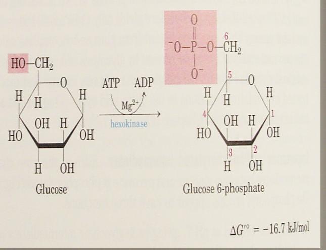 THE REACTIONS OF THE GLYCOLYTIC PATHWAY Stage -1 Reaction -1. Synthesis of glucose -6- phosphate.