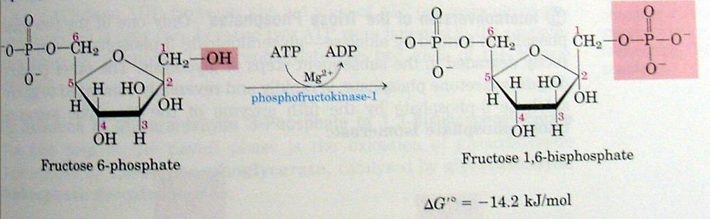 Reaction -3. Fructose -6-phosphate to 1,6 diphosphate The reaction is catalyzed by phosphofructokinase.