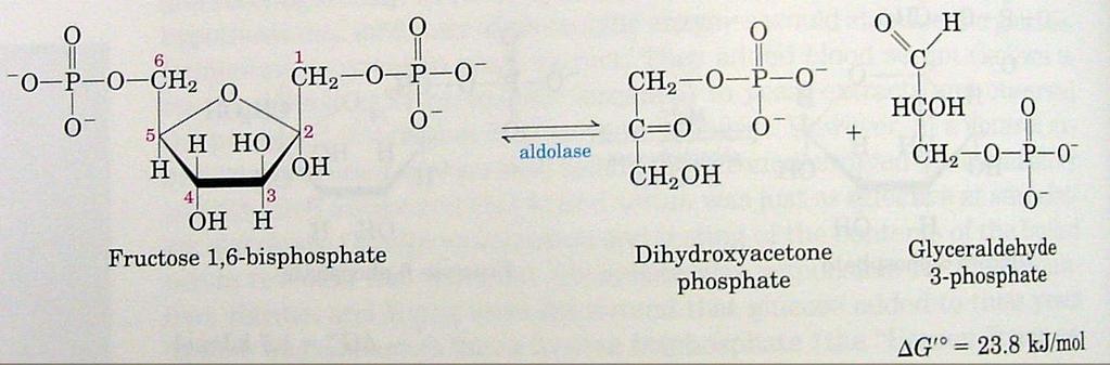 All of the carbon of glucose can end up as pyruvate because of the equilibrium between DHAP and G3P, catalysed by triose phosphate isomarase.