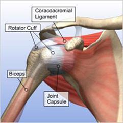 Your orthopaedic surgeon has placed you on the waiting list for a Rotator Cuff Repair (RCR).