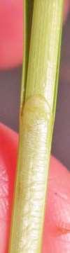 The Contra-Ligule is a flap of tissue on the other side of the sheath apex from the