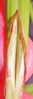 The Ligule (if present) and shape (rounded to angled and taller than wide, or not)