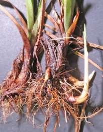SEDGE ANATOMY Roots, Rhizomes, and Stolons Rhizomes