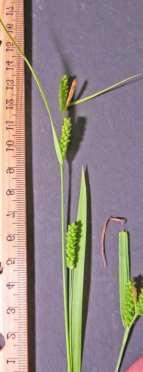 Staminate flowers (with scales) and pistillate flowers (with scales) are separate either on the same spike or