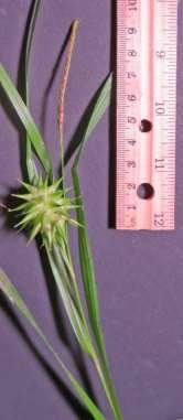 If both flower types are present on one spike and the staminate flowers are above the pistillate flower(s) on