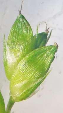 SEDGES The Carex Genus slide 4 2 examples of perigynia