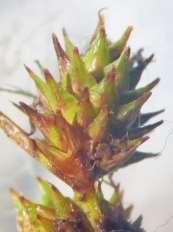 and scales Carex meadii Dewey Perigynia Scale Scale