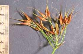 and basal leaves, spikelets in open
