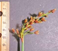 spikelets scale scale Tall erect