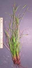 many spikelets, few to 10+ flowers, some